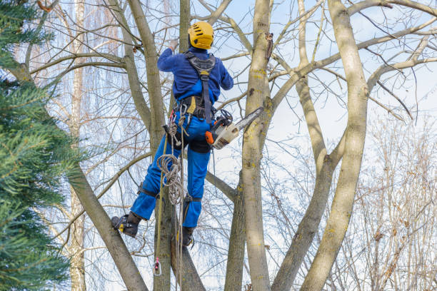 Professional Tree Removal Services in South Fallsburg, NY